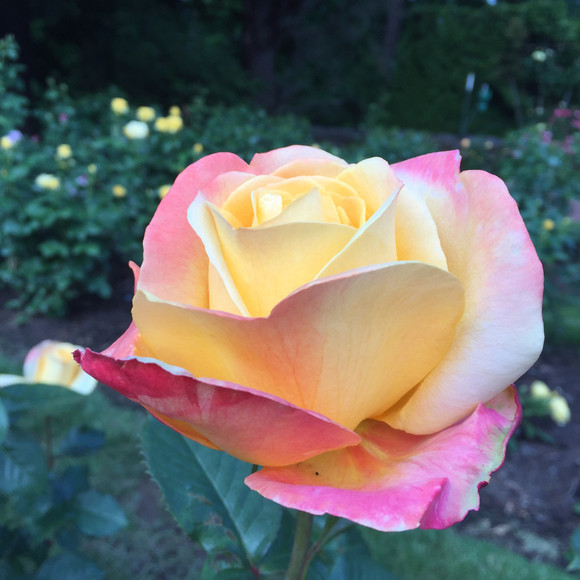 Meet your Posher, Kristen - Picture 1 of 1